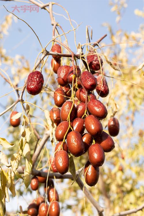 最新红枣价格走势：多少钱一斤才算便宜？