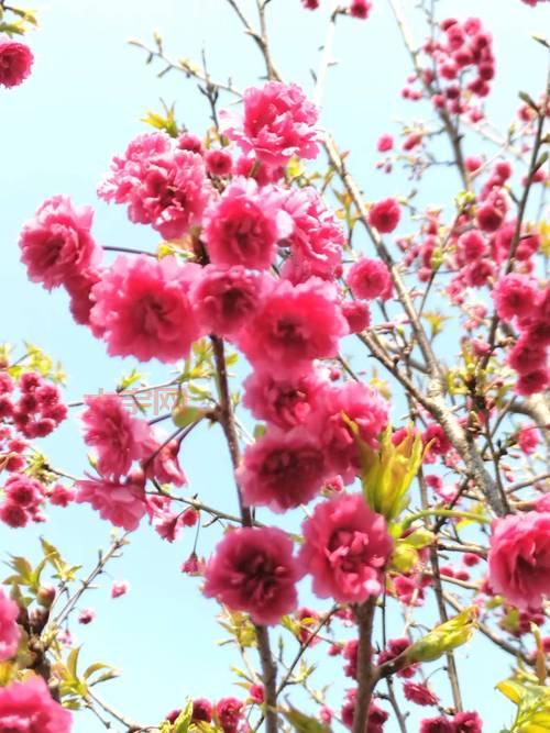 樱花是什么植物？揭秘樱花的历史与品种