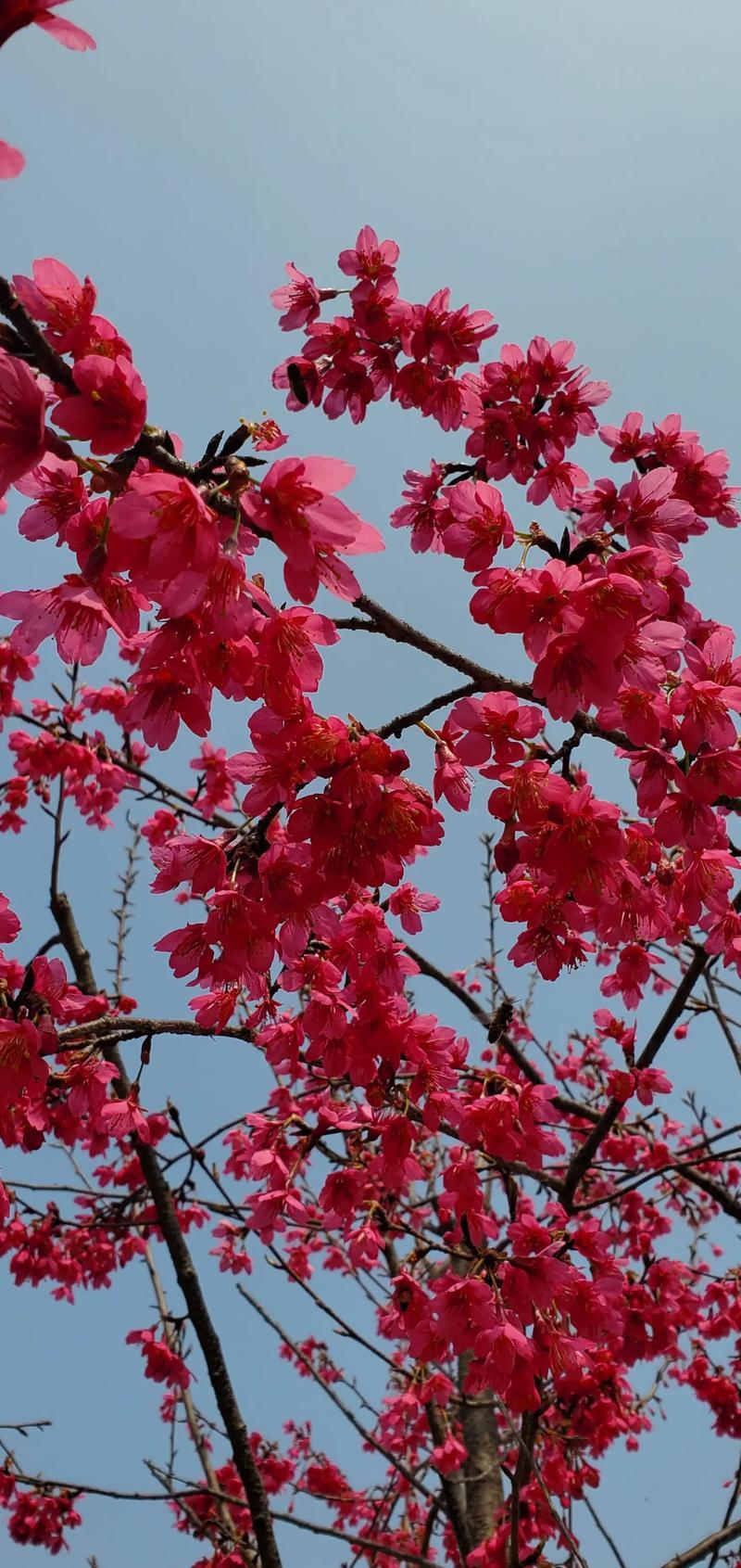樱花是什么植物？揭秘樱花的历史与品种