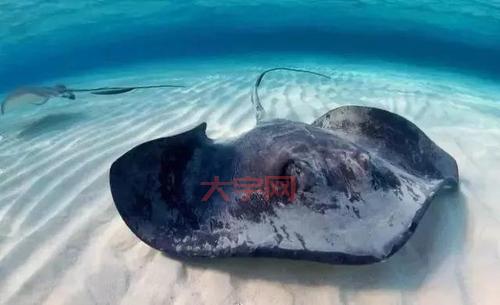 你知道吗？以下哪种动物生活在海里，还能被叫做鱼