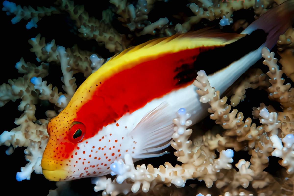 你知道吗？以下哪种动物生活在海里，还能被叫做鱼