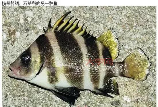 你知道吗？以下哪种动物生活在海里，还能被叫做鱼