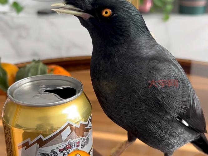 现代安全帽是受到什么动物的启发?答案竟然是这种鸟!