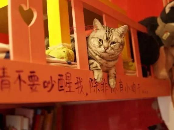 除了撸猫还能干啥？来猫咪书屋，体验不一样的吸猫方式！