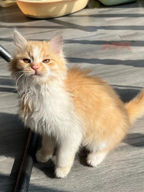 除了撸猫还能干啥？来猫咪书屋，体验不一样的吸猫方式！