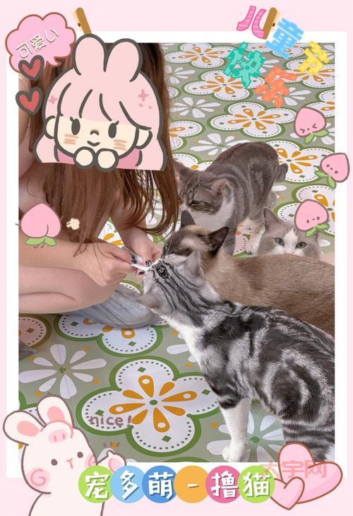 除了撸猫还能干啥？来猫咪书屋，体验不一样的吸猫方式！