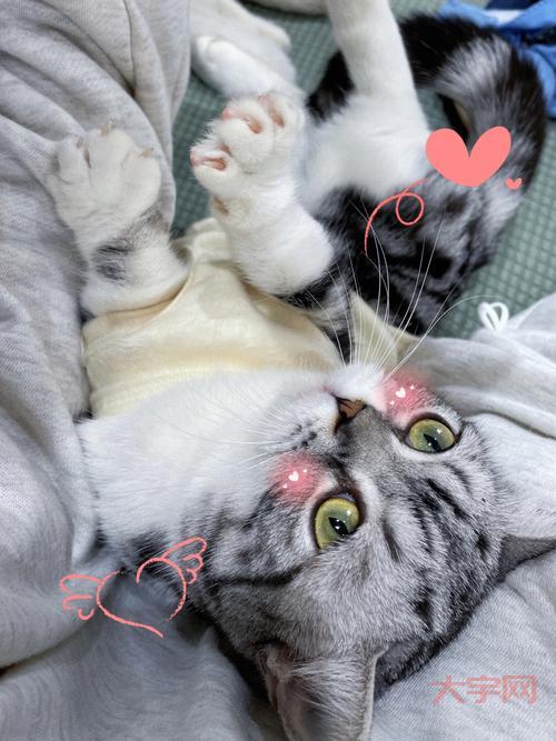 除了撸猫还能干啥？来猫咪书屋，体验不一样的吸猫方式！