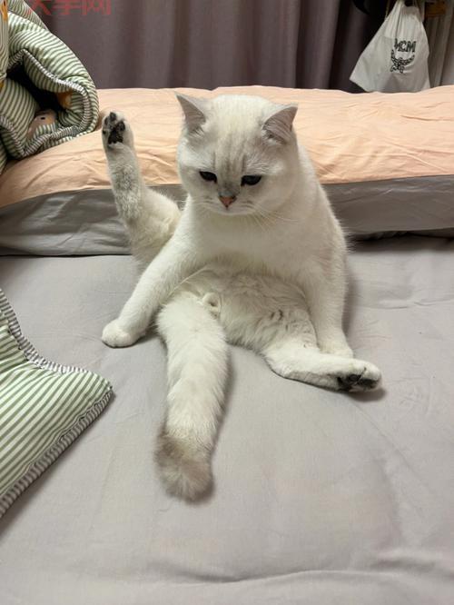 除了撸猫还能干啥？来猫咪书屋，体验不一样的吸猫方式！