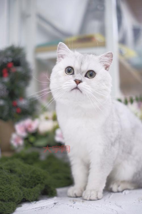 除了撸猫还能干啥？来猫咪书屋，体验不一样的吸猫方式！