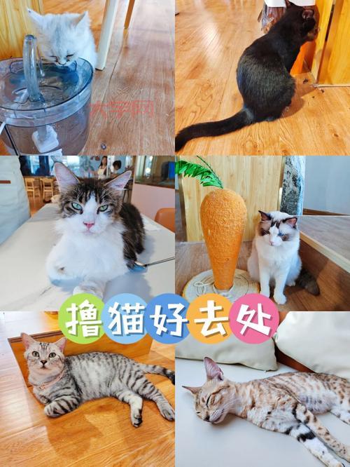 除了撸猫还能干啥？来猫咪书屋，体验不一样的吸猫方式！