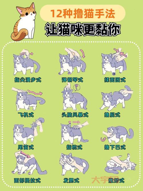 除了撸猫还能干啥？来猫咪书屋，体验不一样的吸猫方式！