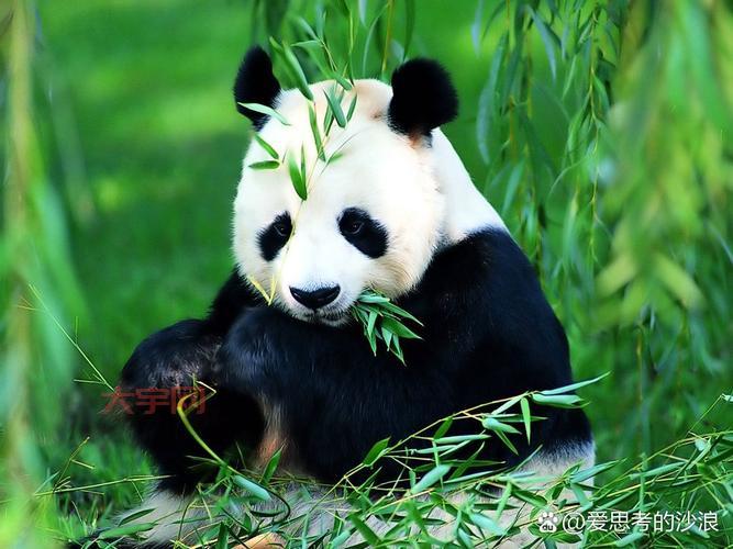 你知道吗？这种动物被称为耕地中的大熊猫！