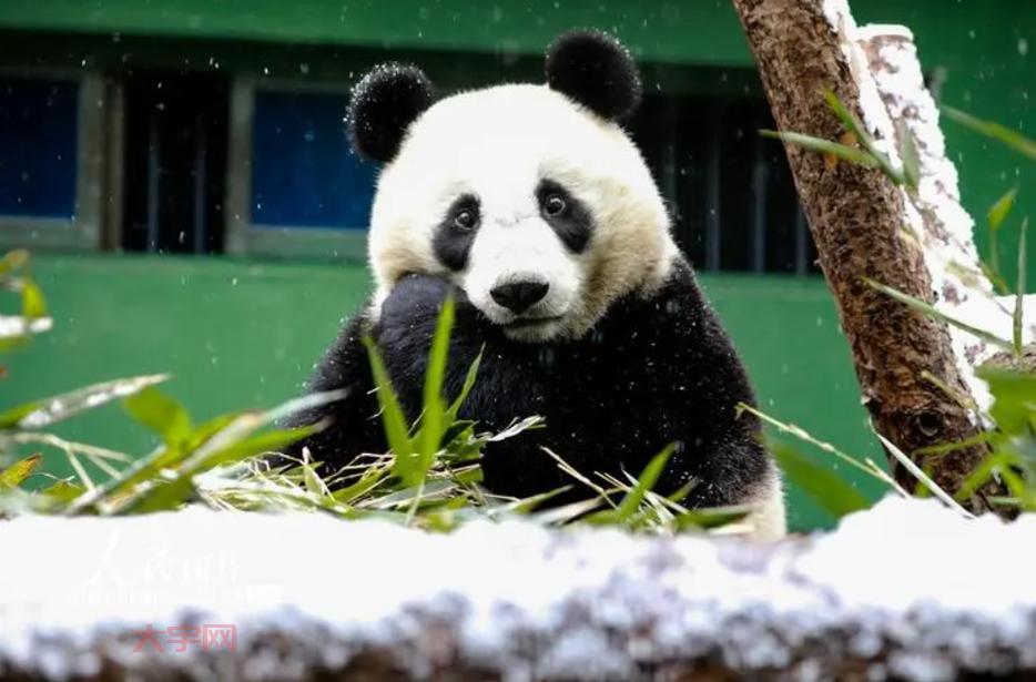 你知道吗？这种动物被称为耕地中的大熊猫！