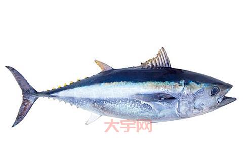 别再傻傻分不清，热血鱼是鳕鱼还是金枪鱼一看便知！