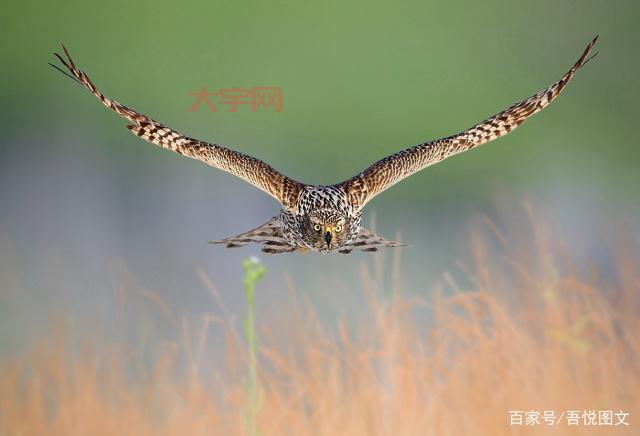 张晓琦的传奇人生，从平凡到不凡的蜕变之路