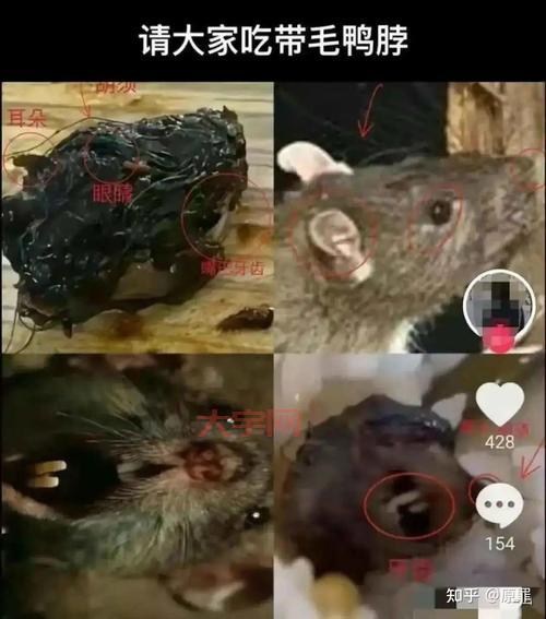 老鼠头鸭脖究竟是什么？内部员工透露了真相！