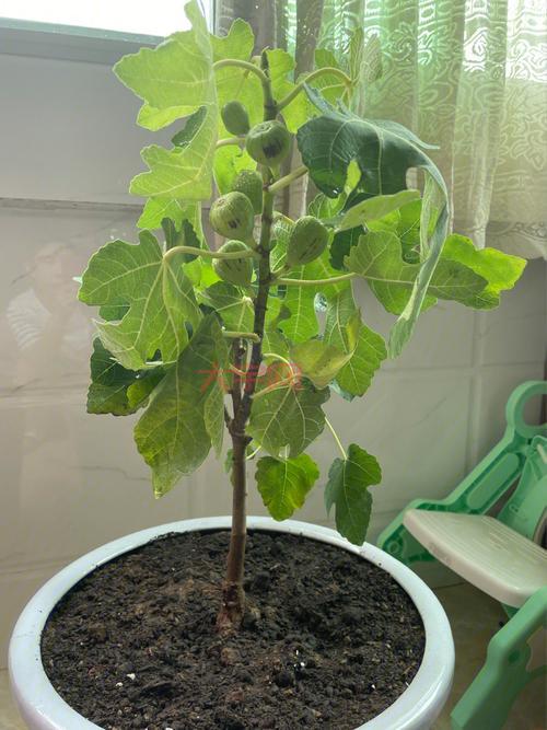 无花果为什么叫无花果蚂蚁庄园？揭秘名字背后的故事！