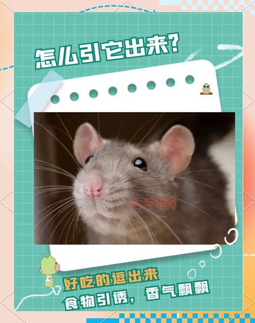 老鼠太多怎么消灭？试试这几种消灭老鼠的妙招！