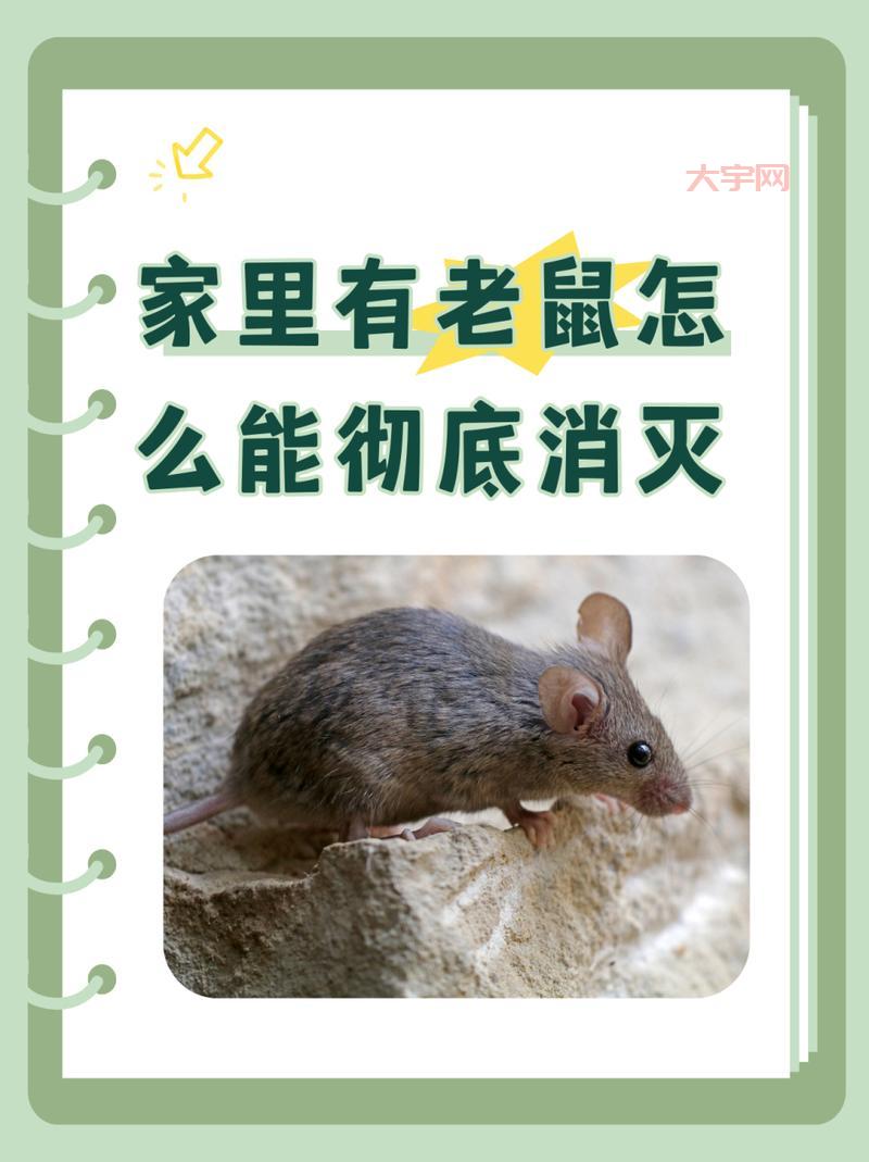 老鼠太多怎么消灭？试试这几种消灭老鼠的妙招！