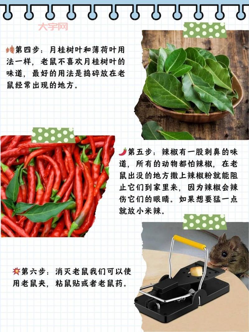 老鼠太多怎么消灭？试试这几种消灭老鼠的妙招！