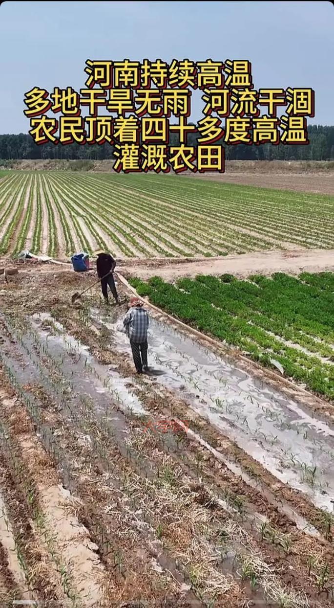 抗旱保苗关键期是什么时候？抓住时机灌溉是关键！