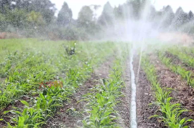 抗旱保苗关键期是什么时候？抓住时机灌溉是关键！