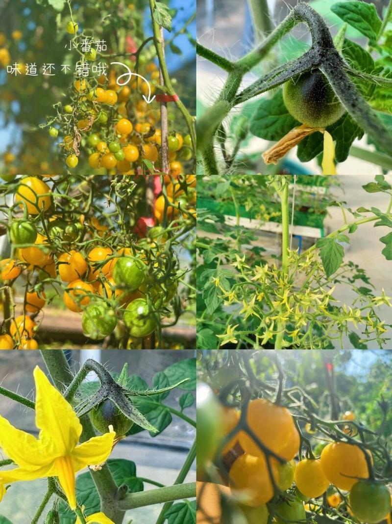 茄子是不是喜高温的？看完这篇你就懂了！