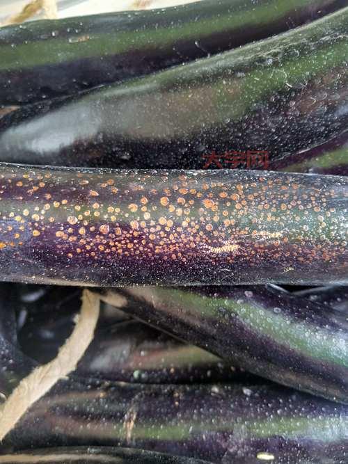 茄子是不是喜高温的？看完这篇你就懂了！