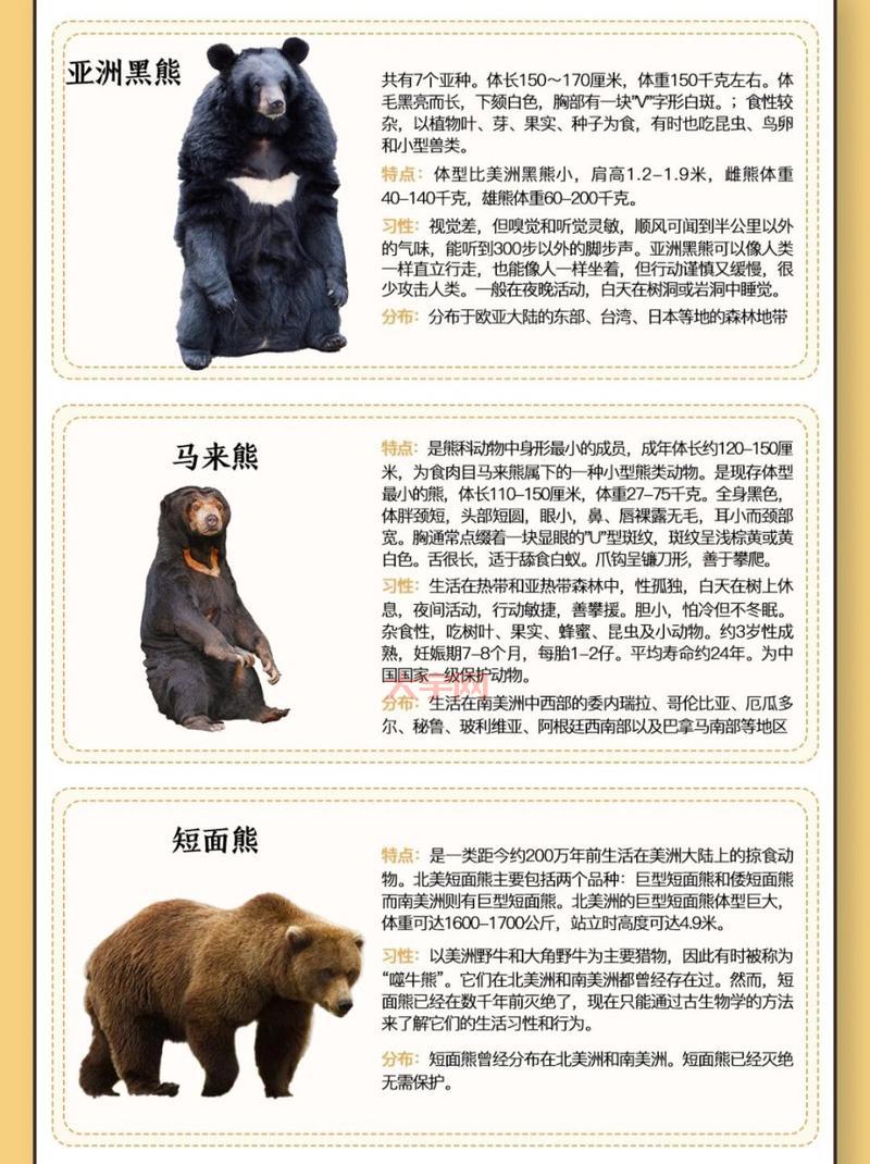 胖熊是哪个群体的称呼？看完这篇文章就懂了！