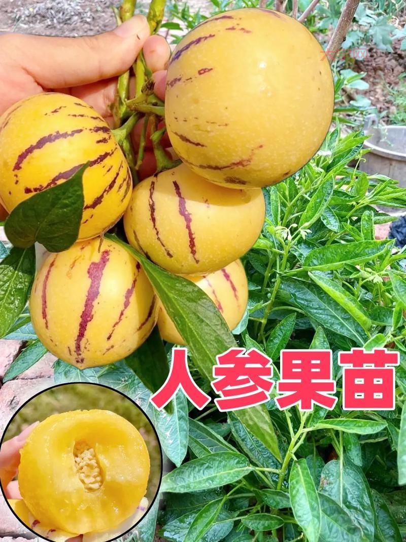 超级人参果属性详解，看完这篇你就全明白了！