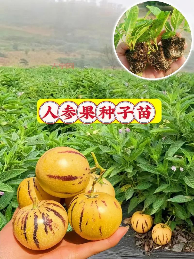 超级人参果属性详解，看完这篇你就全明白了！