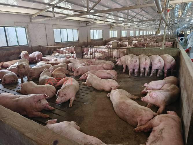 猪瘟疫情最新消息更新，养猪的朋友们看过来！