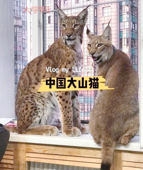 大山猫蛋疼五侠啥意思？这篇文章给你讲清楚！