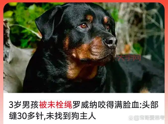 不小心被罗威纳咬人了怎么办？及时处理很重要！