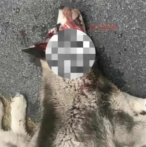 不小心被罗威纳咬人了怎么办？及时处理很重要！