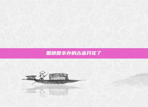 圆明园幸存的古莲开花了