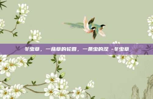 冬虫草,一株草的轮回,一条虫的涅槃-冬虫草
