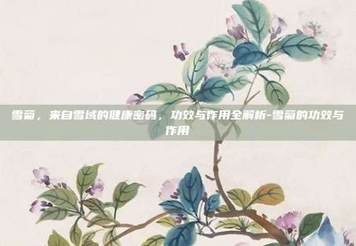 雪菊，来自雪域的健康密码，功效与作用全解析-雪菊的功效与作用