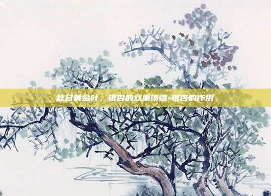 秋日黄金叶，银杏的双重馈赠-银杏的作用