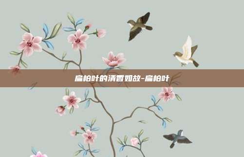 扁柏叶的清香如故-扁柏叶