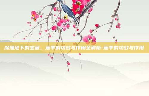 深埋地下的宝藏，蕉芋的功效与作用全解析-蕉芋的功效与作用