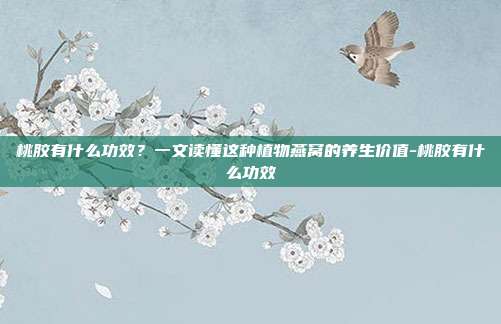 桃胶有什么功效?一文读懂这种植物燕窝的养生价值-桃胶有什么功效