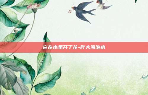 它在水里开了花-胖大海泡水