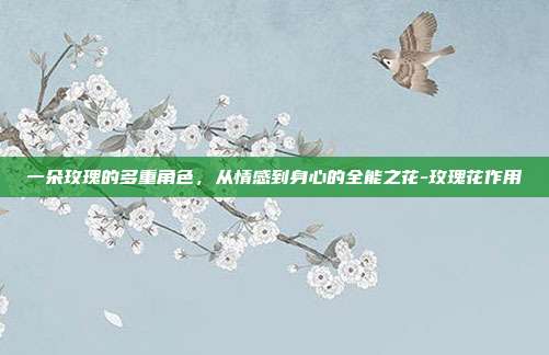 一朵玫瑰的多重角色，从情感到身心的全能之花-玫瑰花作用