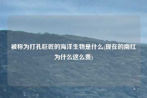 被称为打孔巨匠的海洋生物是什么(现在的南红为什么这么贵)
