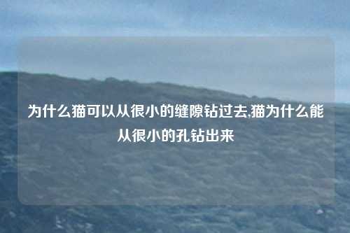 为什么猫可以从很小的缝隙钻过去,猫为什么能从很小的孔钻出来