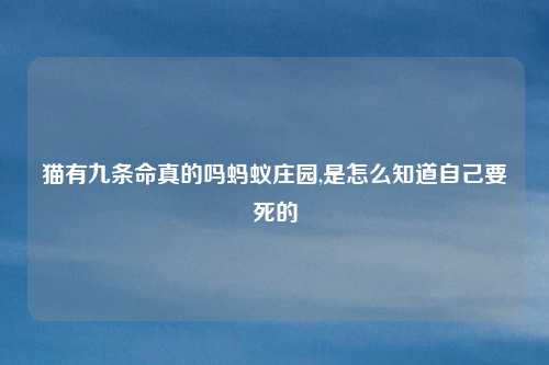 猫有九条命真的吗蚂蚁庄园,是怎么知道自己要死的