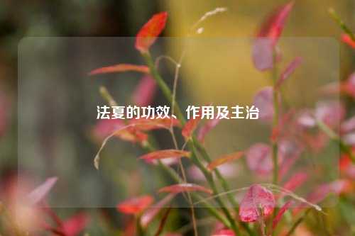 法夏的功效、作用及主治